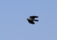 Corvus splendens