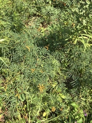 Mimosa hystricina