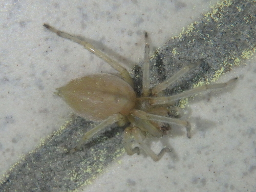 Northern Yellow Sac Spider, Геленджик, Краснодарский край, Россия, photo 7 of 10