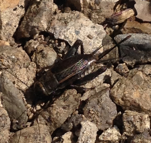 Gryllidae