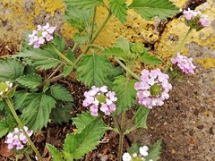 Lantana achyranthifolia