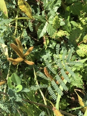 Mimosa hystricina
