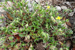 Helianthemum oelandicum