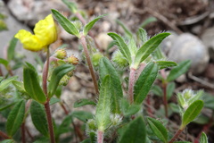 Helianthemum oelandicum
