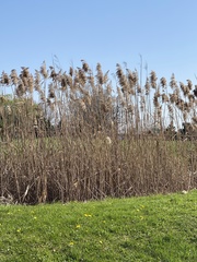 Phragmites australis australis
