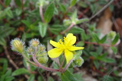 Helianthemum oelandicum