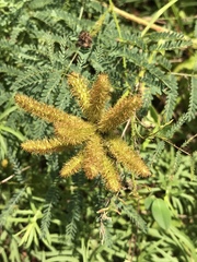 Mimosa hystricina