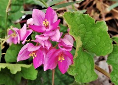 Antigonon leptopus