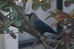 Corvus splendens