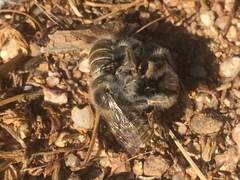 Diadasia bituberculata