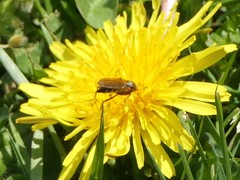 Empis opaca