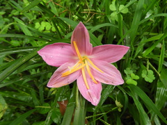 Zephyranthes rosea