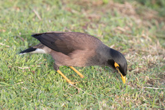 Acridotheres tristis