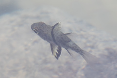 Sphaeramia orbicularis