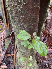 Perrottetia sandwicensis