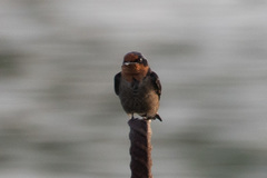 Hirundo tahitica