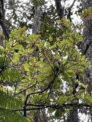 Perrottetia sandwicensis