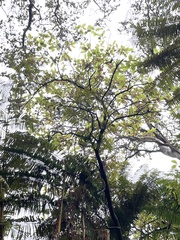 Perrottetia sandwicensis