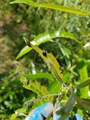 Chrysomela confluens