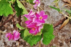 Antigonon leptopus