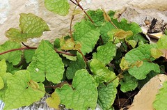 Antigonon leptopus