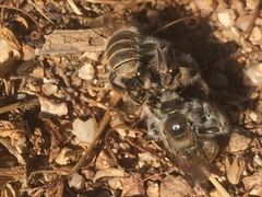 Diadasia bituberculata