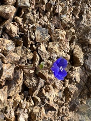 Phacelia nashiana