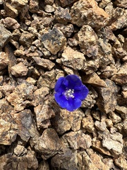 Phacelia nashiana