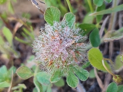 Trifolium cherleri