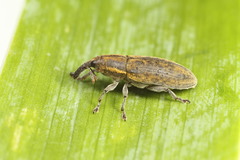 Lixus cardui