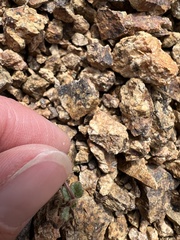 Phacelia nashiana