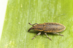 Lixus cardui