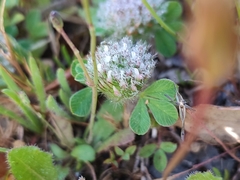 Trifolium cherleri