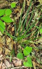 Carex superata
