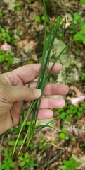 Carex superata