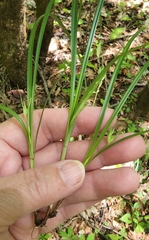 Carex superata