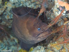 Gymnothorax unicolor