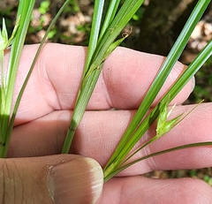 Carex superata