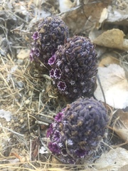 Pholisma arenarium
