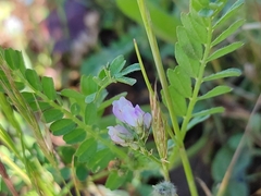 Biserrula pelecinus
