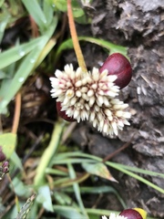 Alternanthera macbridei