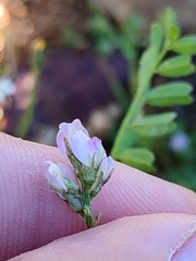 Biserrula pelecinus