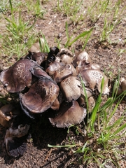 Coprinopsis romagnesiana