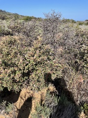 Arctostaphylos morroensis