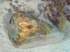 Conus canariensis