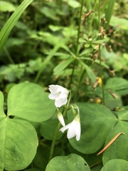 Oxalis trilliifolia