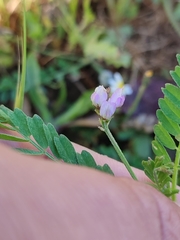 Biserrula pelecinus