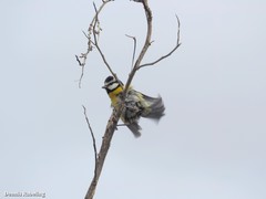 Cyanistes teneriffae degener