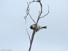 Cyanistes teneriffae degener