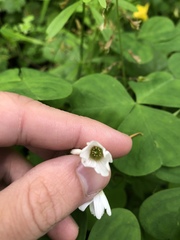 Oxalis trilliifolia